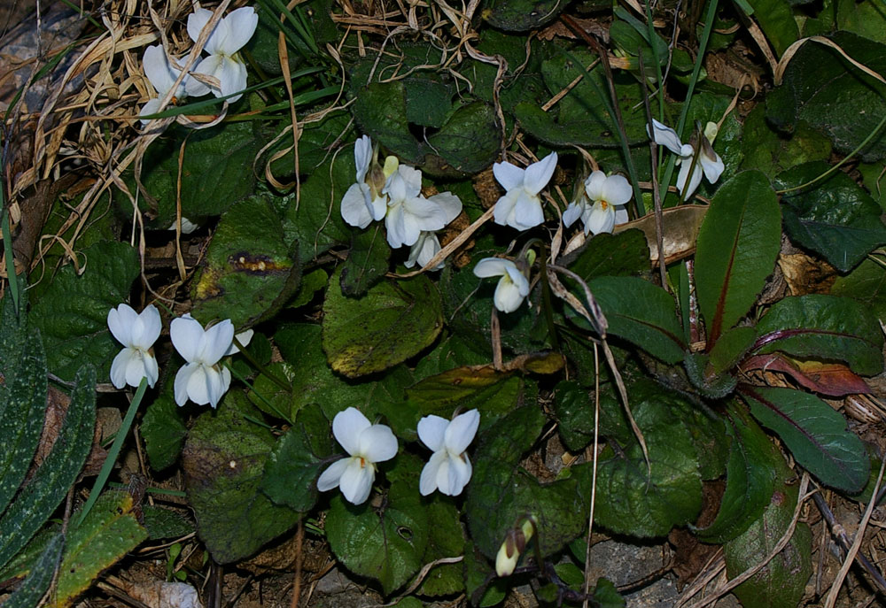 Viola alba